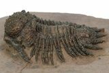 Acanthopyge (Lobopyge) Trilobite - Atchana, Morocco #241211-2